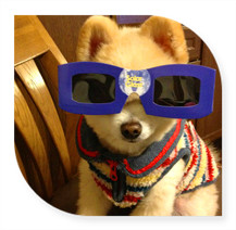 外表乖乖的卖萌俊介犬可爱搞笑头像图片,现在最流行的偶像犬可爱的样子