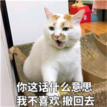 小猫搞笑可爱头像 小猫生气的样子更可爱吧