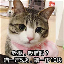 小猫搞笑可爱头像 小猫生气的样子更可爱吧