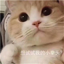 小猫搞笑可爱头像 小猫生气的样子更可爱吧