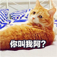 可爱头像带字萌猫图片,讲直,我不胖,你乖一点