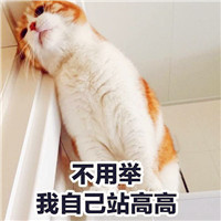 可爱搞笑的猫咪头像图片带字,可爱呆萌的你一定喜欢的