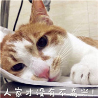 可爱搞笑的猫咪头像图片带字,可爱呆萌的你一定喜欢的