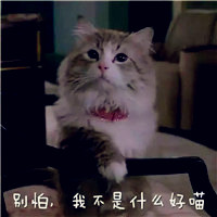 可爱小猫头像萌萌哒带字图片,我不是什么好萌