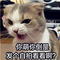 分享一波萌死人猫咪头像带字的，微信头像猫咪萌图片