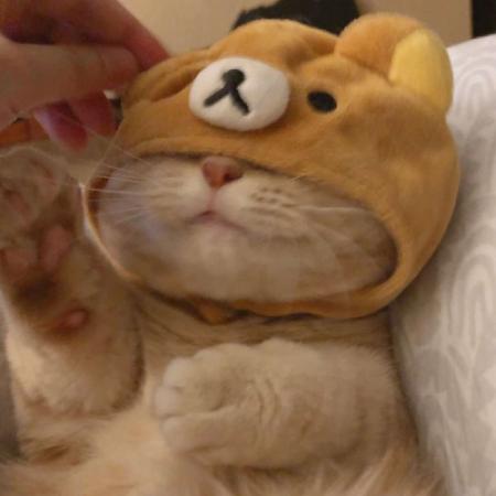 小猫搞笑头像 毛茸茸的可爱橘色猫咪
