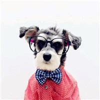 搞笑动物情侣头像,最喜欢前两张狗狗戴眼镜的