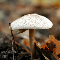 山上野蘑菇高清近拍,像是一把把可爱的小伞儿
