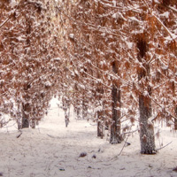 大自然雪景图片头像,使天地溶成了白色的一体