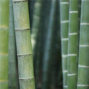 竹林风景头像 小清新唯美挺拔的竹子图片
