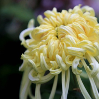 白菊花QQ头像图片,White Chrysanthemum非常漂亮