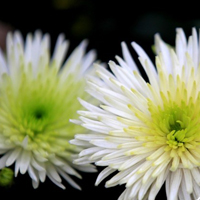 白菊花QQ头像图片,White Chrysanthemum非常漂亮