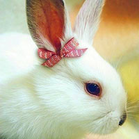 小兔子头像,小兔子qq头像,尾巴短而毛茸茸好可爱