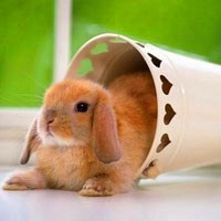 小兔子头像,小兔子qq头像,尾巴短而毛茸茸好可爱