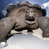 个性乌龟QQ头像图片大全,有着非常坚固的甲壳