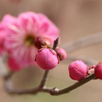 唯美花朵头像,天渐渐变暖了,花儿也开了