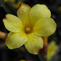 个性好看漂亮的迎春花头像图片,雨后变的更迷人