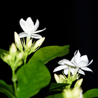 茉莉花图片头像,白色的茉莉花太纯洁了