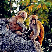 可爱猴子头像图片,猕猴（学名 Macaca mulatta）