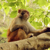 可爱猴子头像图片,猕猴（学名 Macaca mulatta）