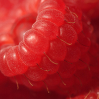 个性水果头像,红树莓图片,野生树莓图片