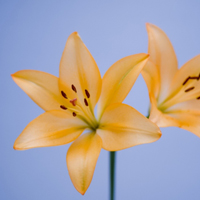 百合花头像,都受人喜爱的世界名花