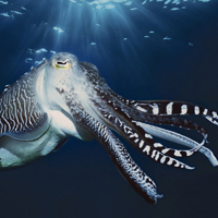 海底头像,海洋奇妙海底生物图片