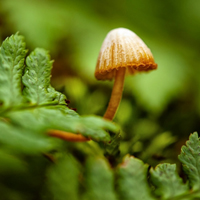 美丽的野蘑菇头像,清新小蘑菇高清图片下载