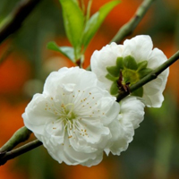 清新自然的白色花朵头像,白碧桃着花密,花洁白如玉