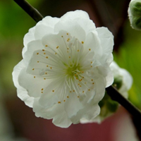 清新自然的白色花朵头像,白碧桃着花密,花洁白如玉