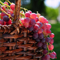 篮子里的水果,苹果,桔子,葡萄,草莓等图片