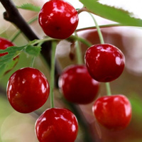 美味的樱桃水果头像图片,红红的好想吃一口了