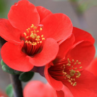 贴梗海棠红色的花朵,花语就便有“苦恋”了