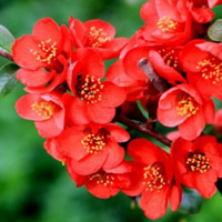 贴梗海棠红色的花朵,花语就便有“苦恋”了