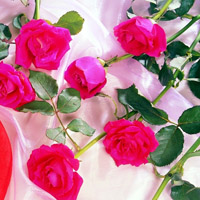玫瑰花头像,高清玫瑰花QQ头像图片,爱的只有你