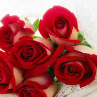 玫瑰花头像,高清玫瑰花QQ头像图片,爱的只有你