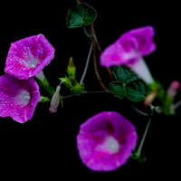 雨后牵牛花图片,最漂亮的喇叭花