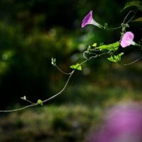 花卉图片安静唯美的花卉高清头像图片大全