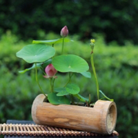 好看高清莲花碧叶花卉风景微信头像图片