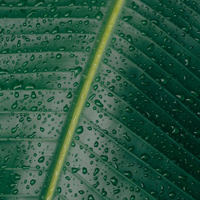 微信水滴头像,雨过天晴叶子上的水滴图片