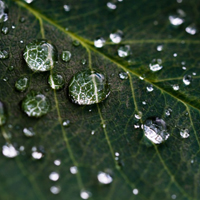 微信水滴头像,雨过天晴叶子上的水滴图片