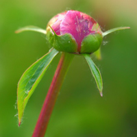 一朵朵好看的的芍药花,含苞待放的花朵图片头像
