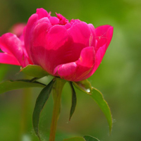 一朵朵好看的的芍药花,含苞待放的花朵图片头像