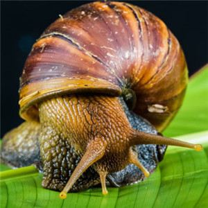 蜗牛微信头像 爬行缓慢的蜗牛图片
