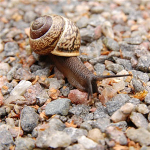 蜗牛微信头像 爬行缓慢的蜗牛图片