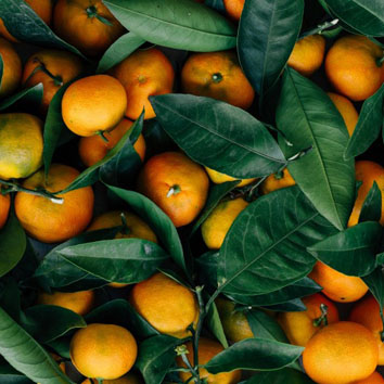 水果头像图片微信专用 新鲜的柑橘图片