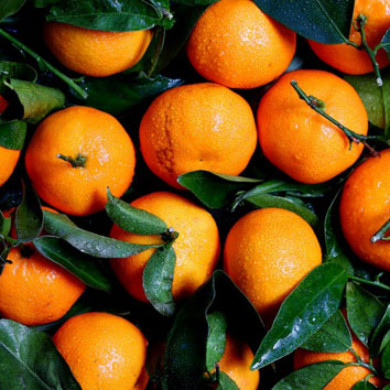 水果头像图片微信专用 新鲜的柑橘图片