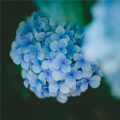 蓝色花朵头像图片，漂亮好看的蓝色的八仙花图片