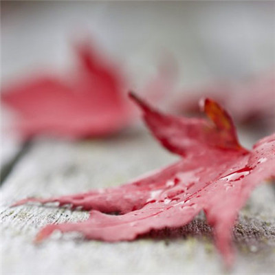 枫叶头像最美 一片秋天唯美的枫叶图片
