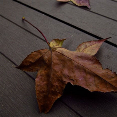 枫叶头像最美 一片秋天唯美的枫叶图片